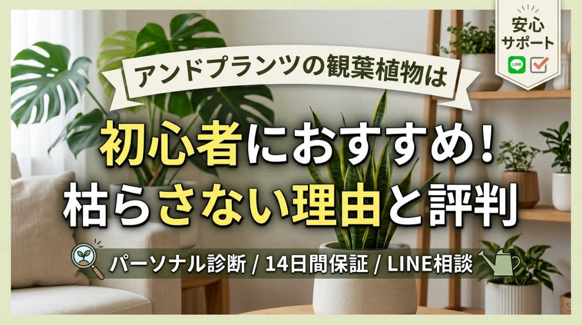 アンドプランツの観葉植物は初心者におすすめ!枯らさない理由と評判